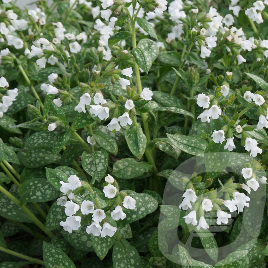 [PULSWHIT-C2] Pulmonaria 'Sissinghurst White'