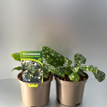 [PULSWHIT-C2] Pulmonaria 'Sissinghurst White'