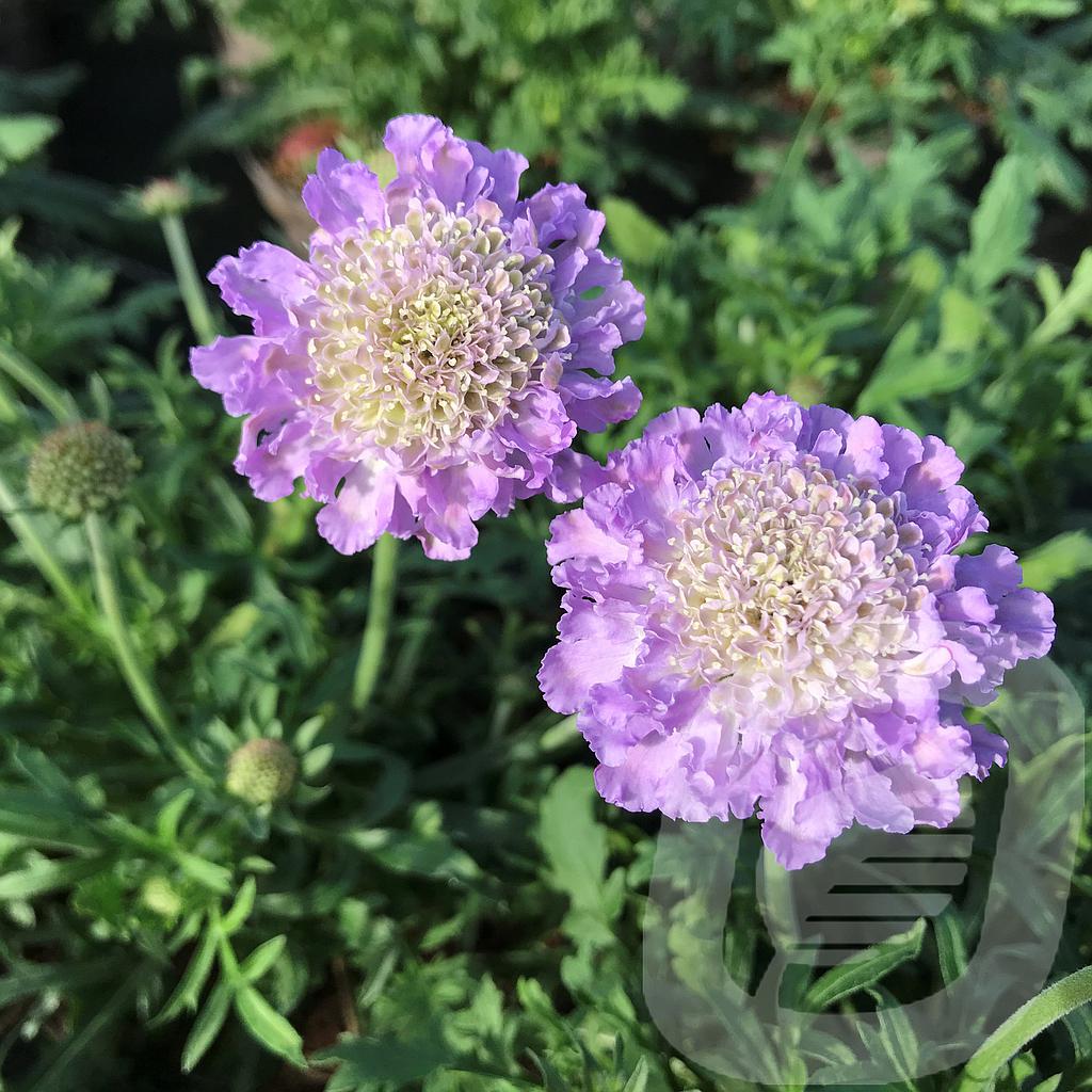 [SCABBLUE-C2] Scabiosa colum. 'Butterfly Blue'