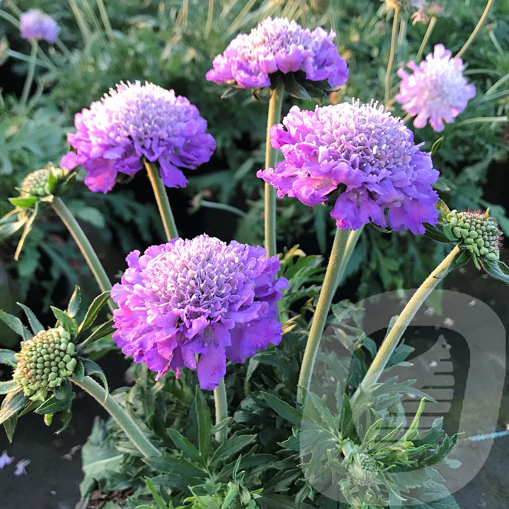 [SCAMBLUE-C2] Scabiosa colum. 'Mariposa Blue'