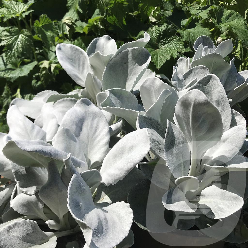 [SENAWING-C2] Senecio 'Angel Wings'®