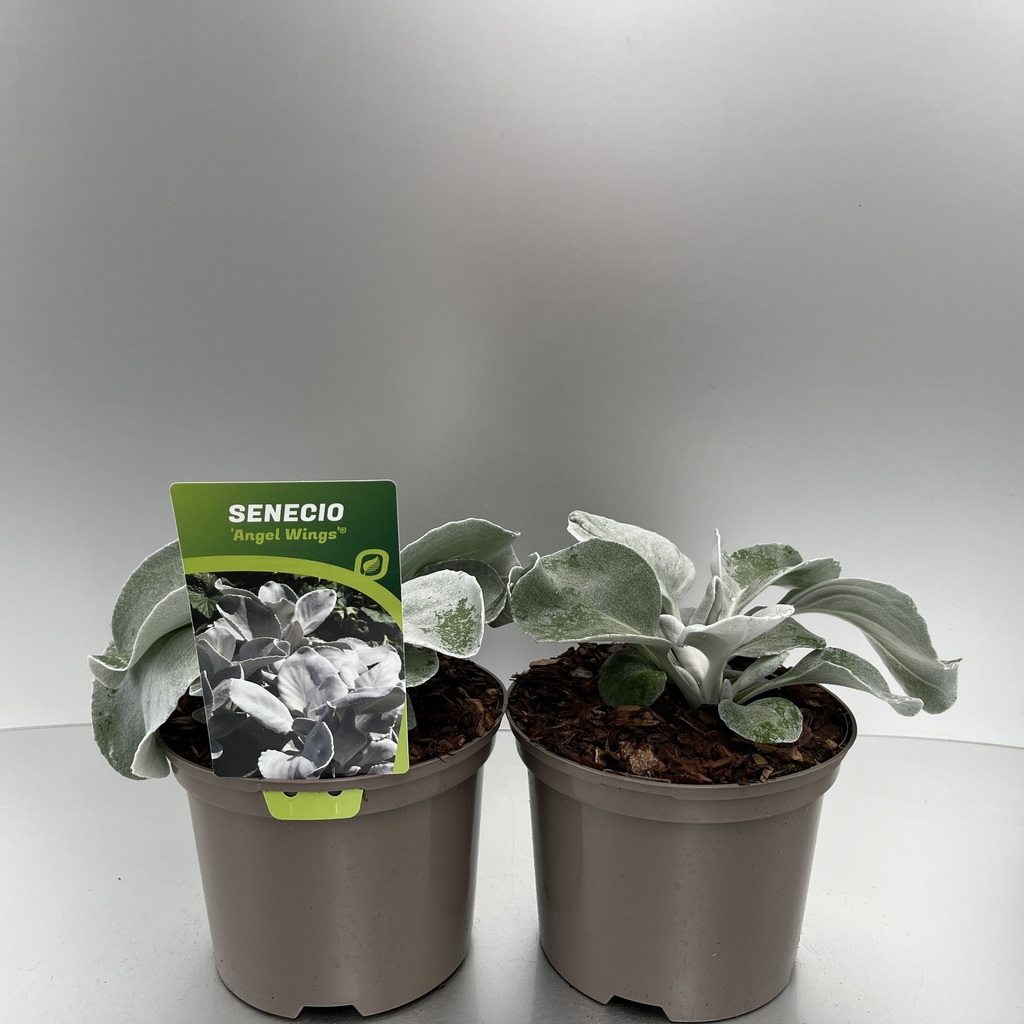 [SENAWING-C2] Senecio 'Angel Wings'®