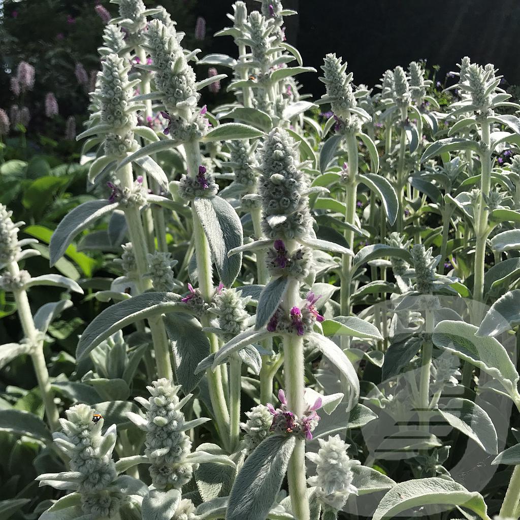 [STASCARP-C2] Stachys byzantina 'Silver Carpet'