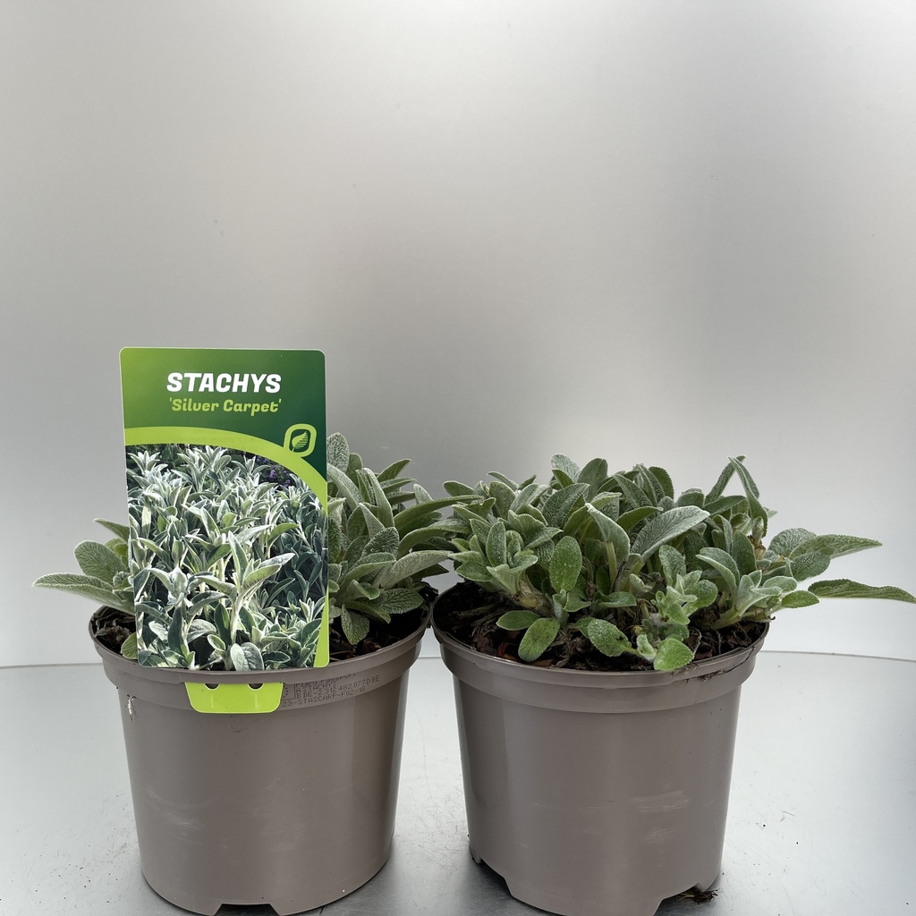 [STASCARP-C2] Stachys byzantina 'Silver Carpet'