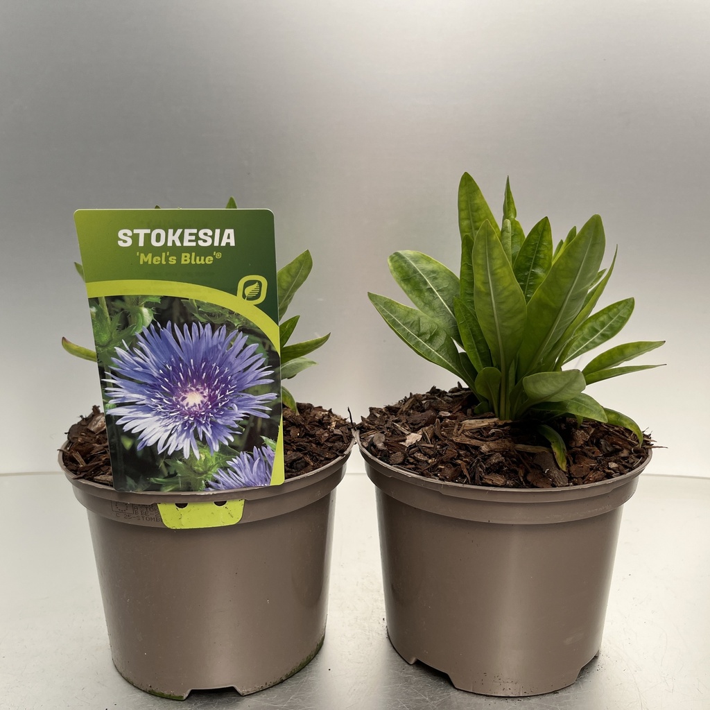 [STOMBLUE-C2] Stokesia 'Mel's Blue'®