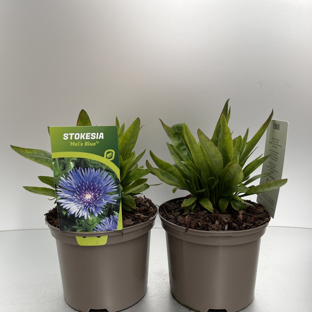 [STOMBLUE-C2] Stokesia 'Mel's Blue'®