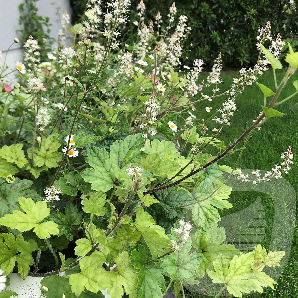 [TIARTIGE-C2] Tiarella 'Running Tiger'®