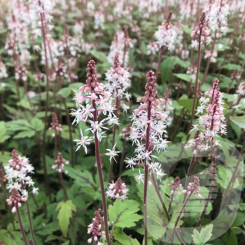 [TIASSPICE-C2] Tiarella 'Sugar & Spice'®