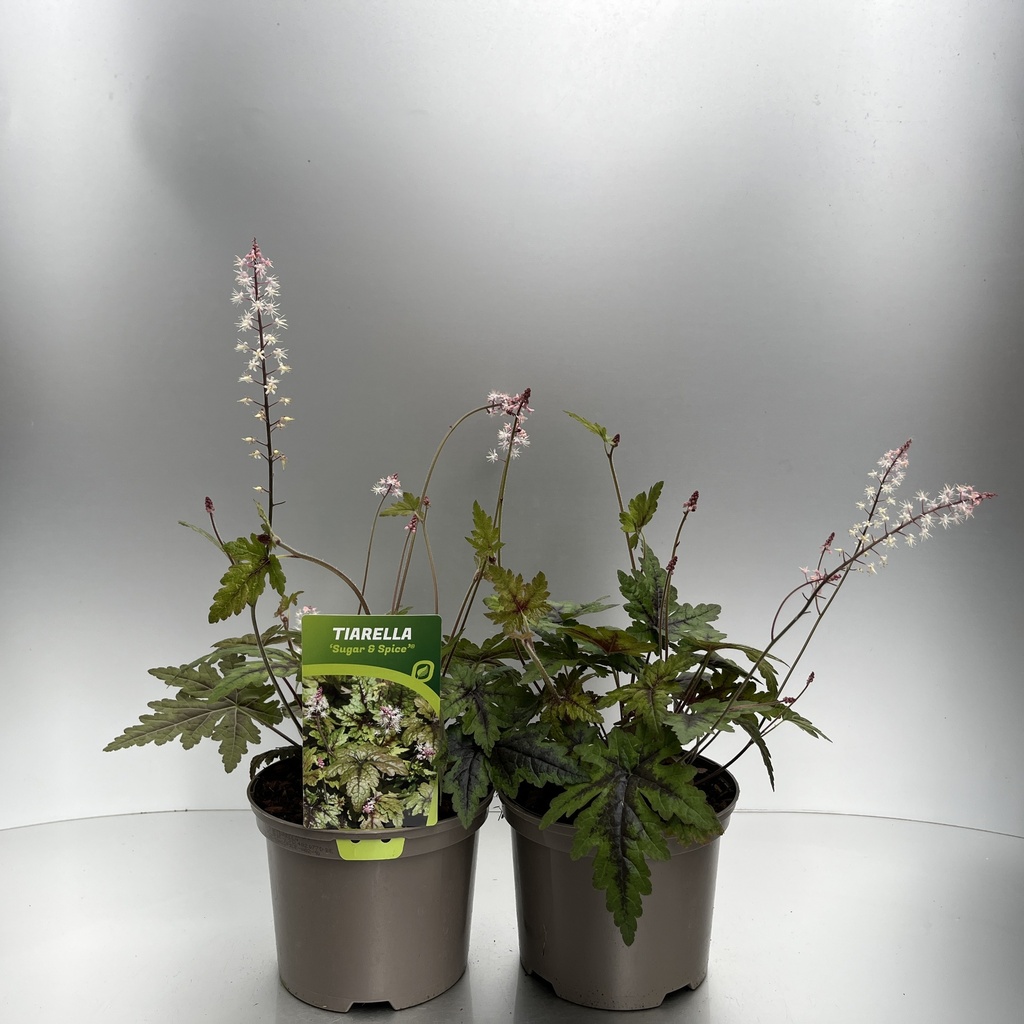 [TIASSPICE-C2] Tiarella 'Sugar & Spice'®