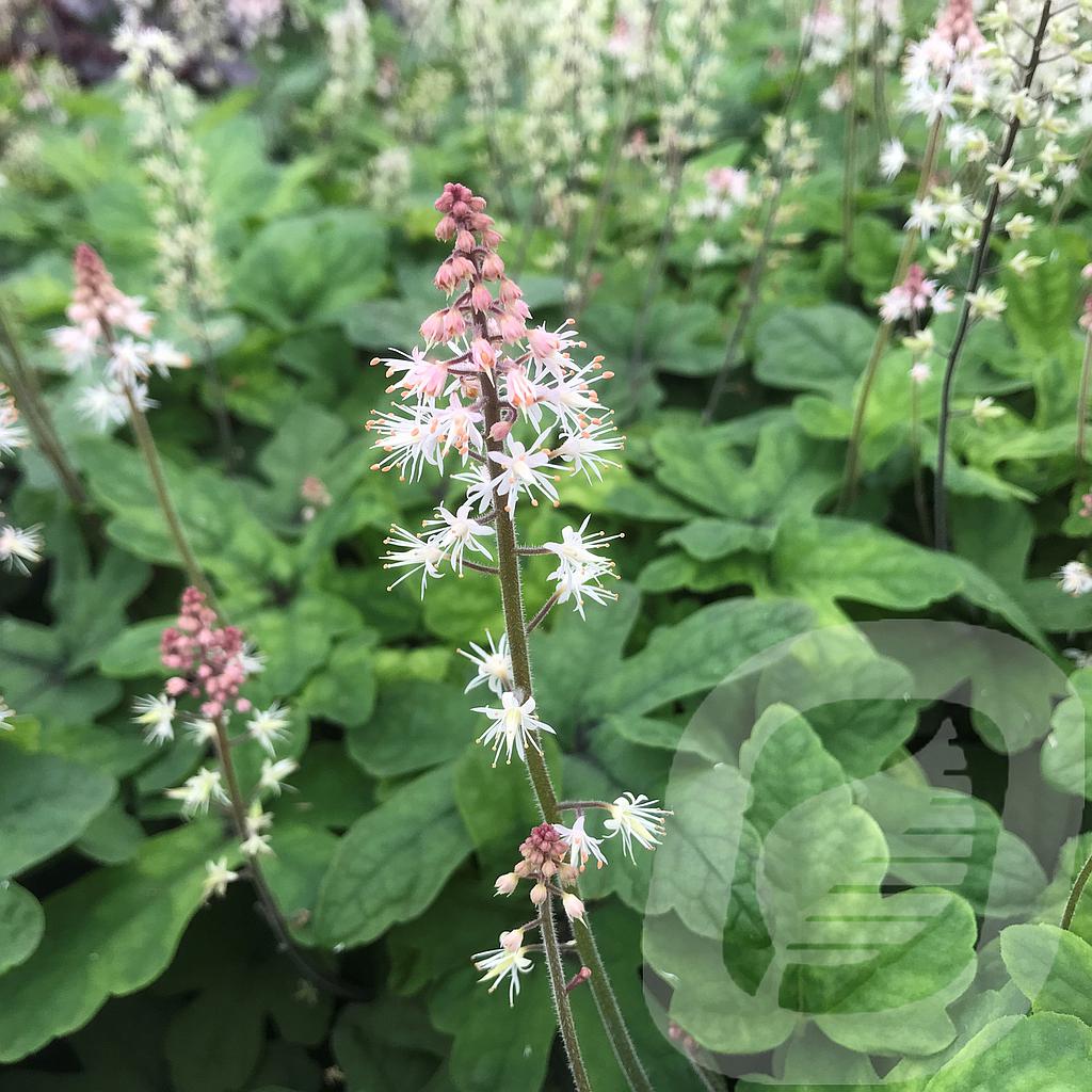 [TIASSYMP-C2] Tiarella 'Spring Symphony'®