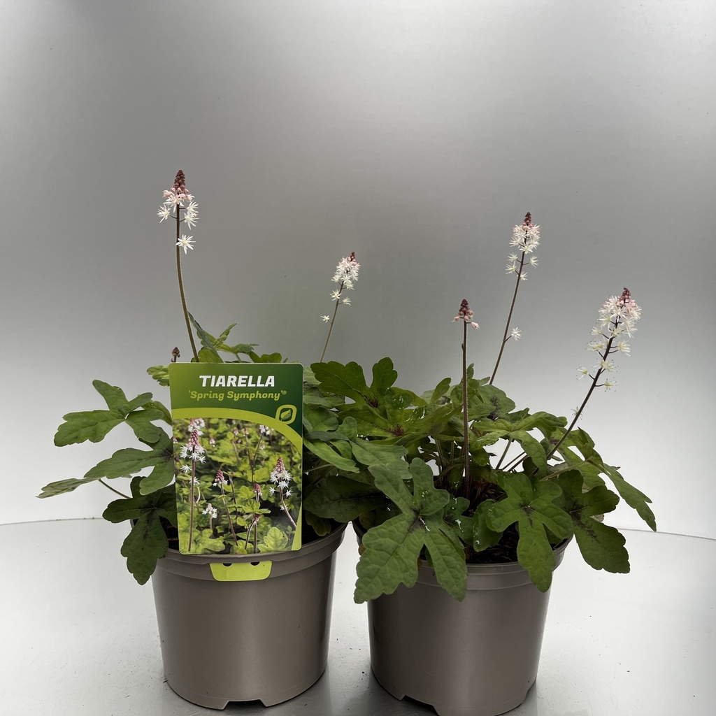 [TIASSYMP-C2] Tiarella 'Spring Symphony'®