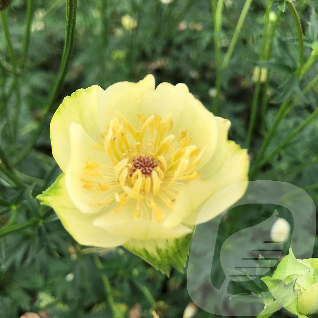 [TROCHEDD-C2] Trollius 'Cheddar'