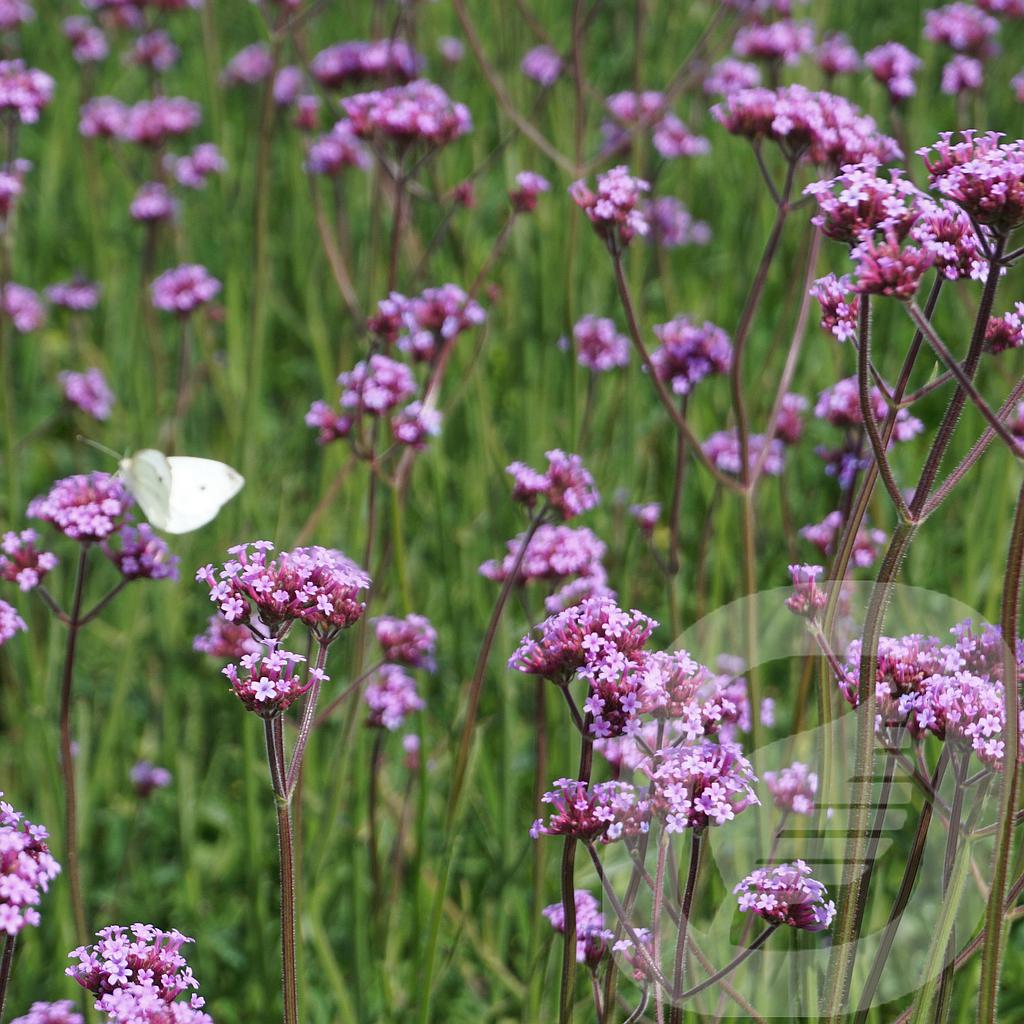 [VERBONAR-C2] Verbena bonariensis