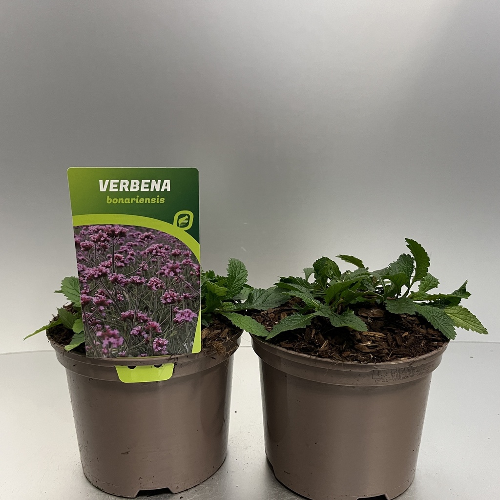 [VERBONAR-C2] Verbena bonariensis