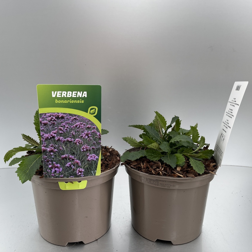 [VERBONAR-C2] Verbena bonariensis