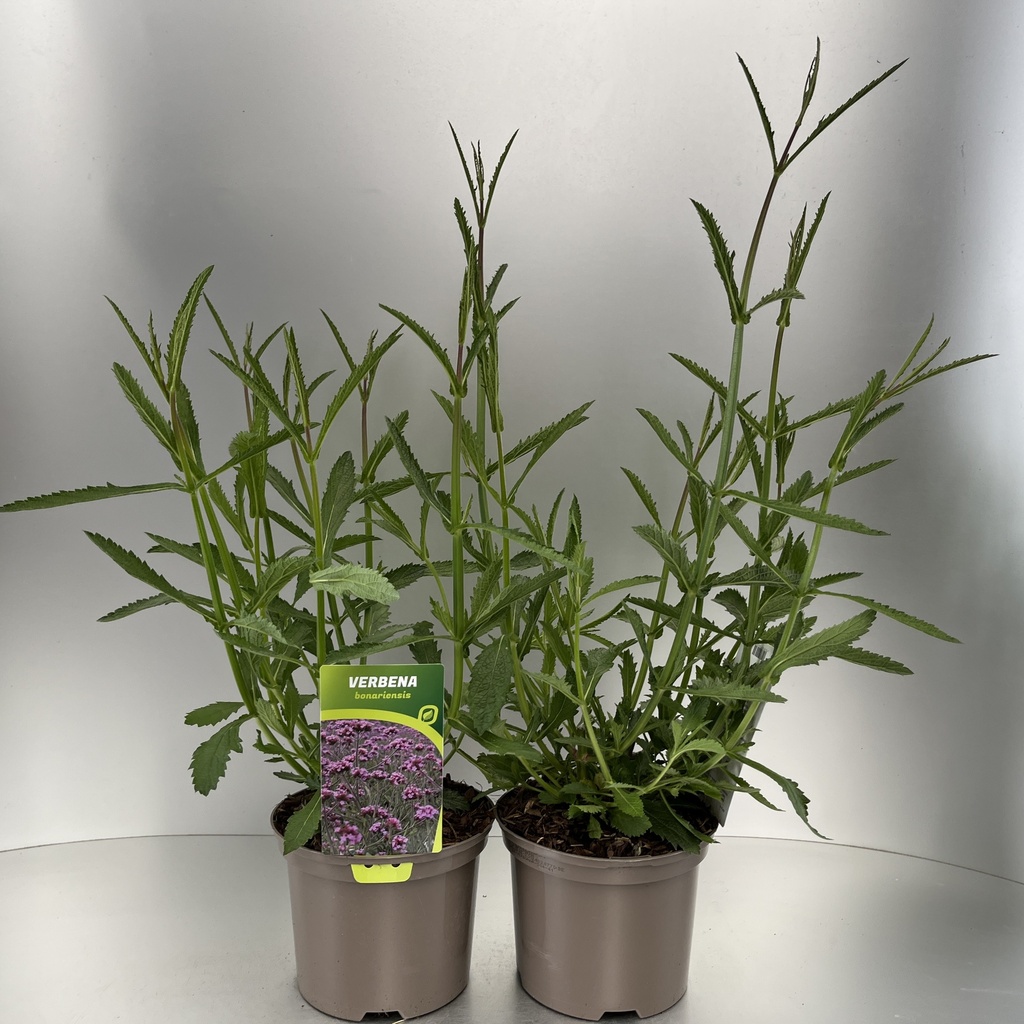 [VERBONAR-C2] Verbena bonariensis