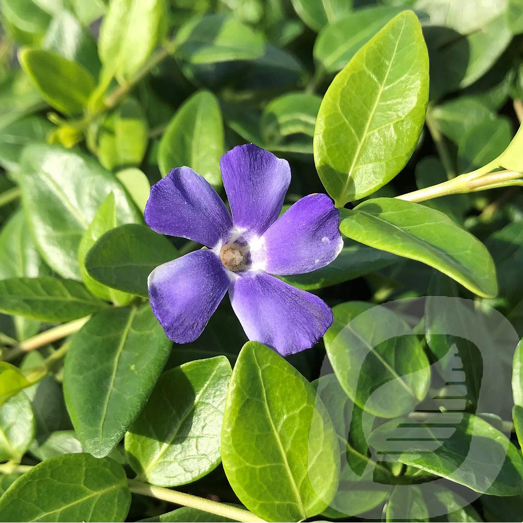 [VINBVARI-C2] Vinca minor 'Bowles Variety'