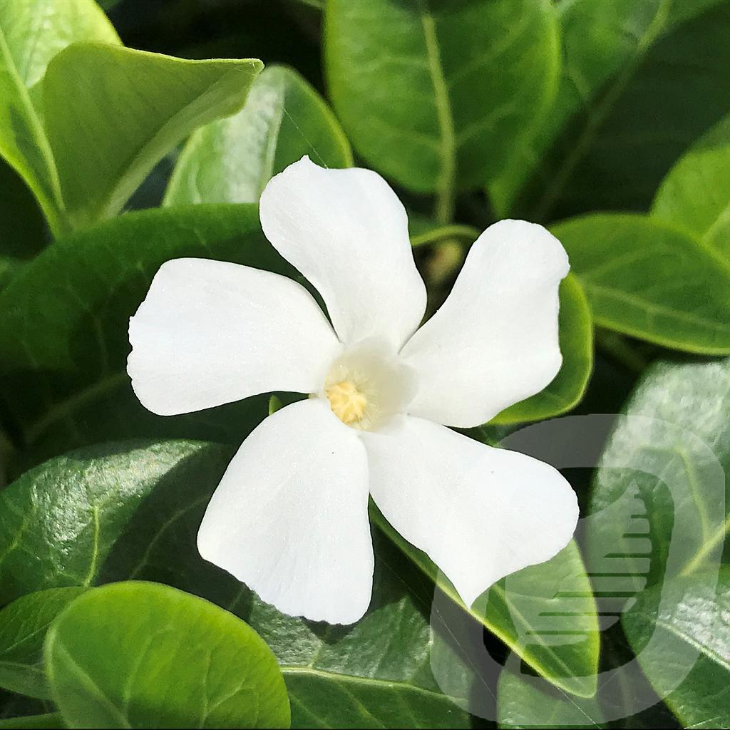 [VINCOLAD-C2] Vinca minor 'Colada'