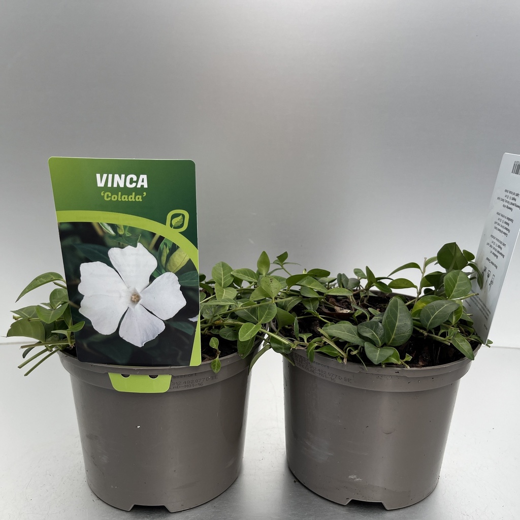 [VINCOLAD-C2] Vinca minor 'Colada'