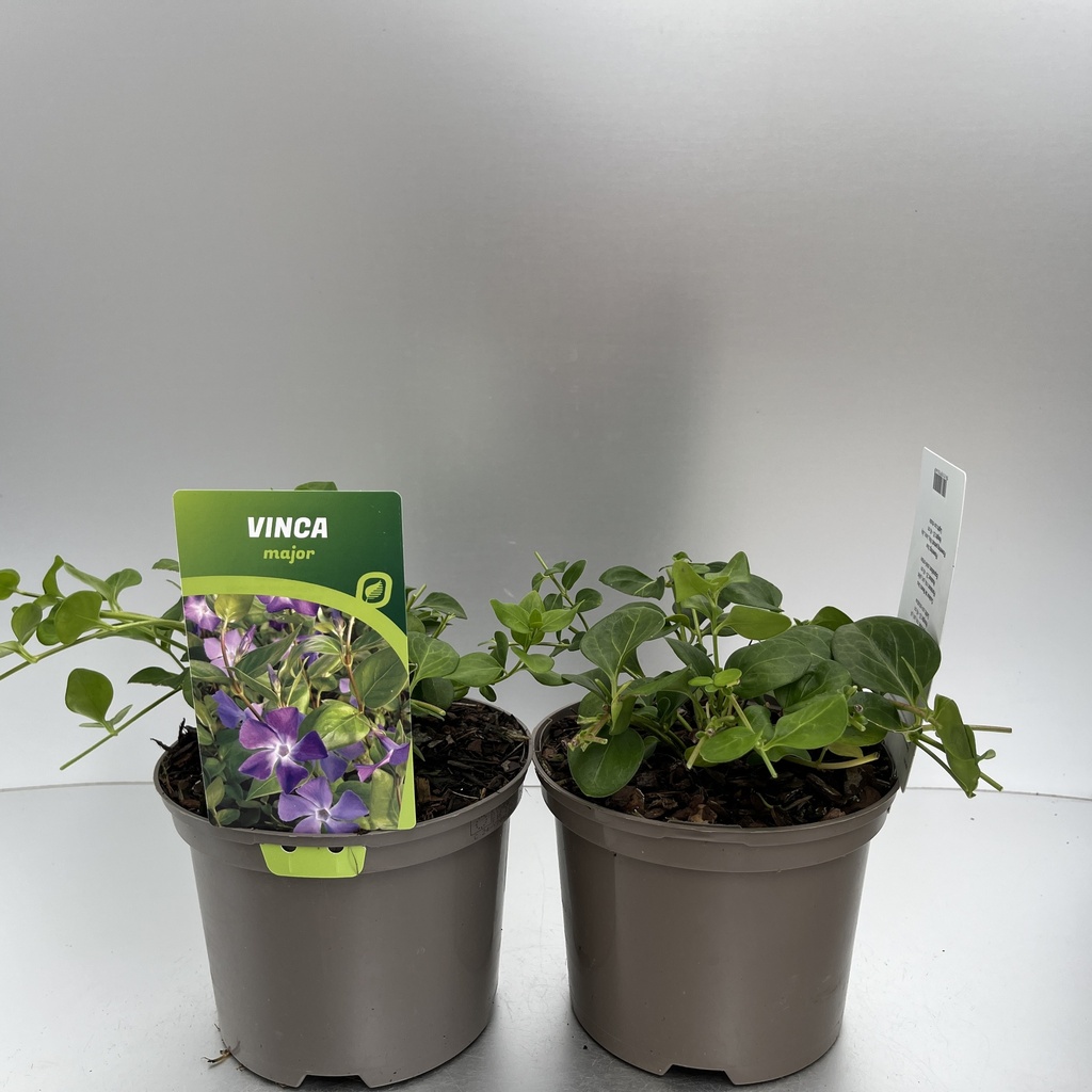 [VINMAJOR-C2] Vinca major
