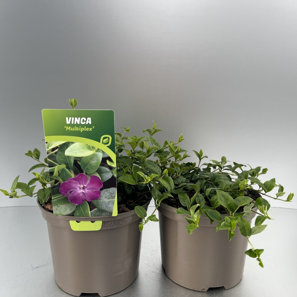 [VINMULTI-C2] Vinca minor 'Multiplex'