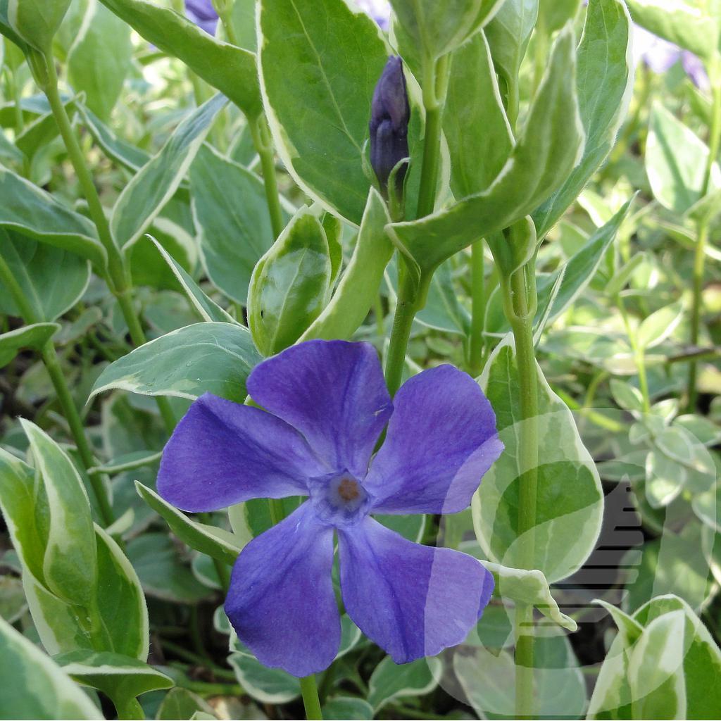 [VINVARIE-C2] Vinca major 'Variegata'