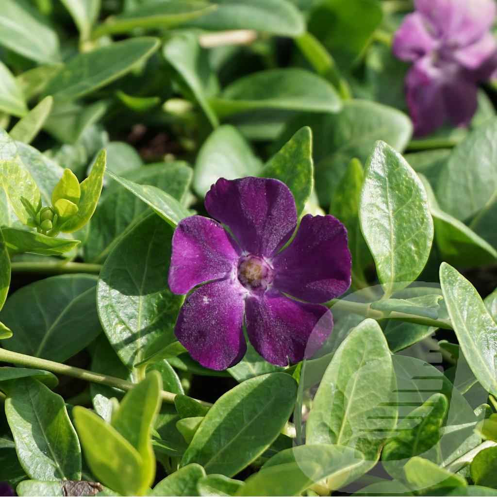 [VINVERIN-C2] Vinca minor 'Verino'®