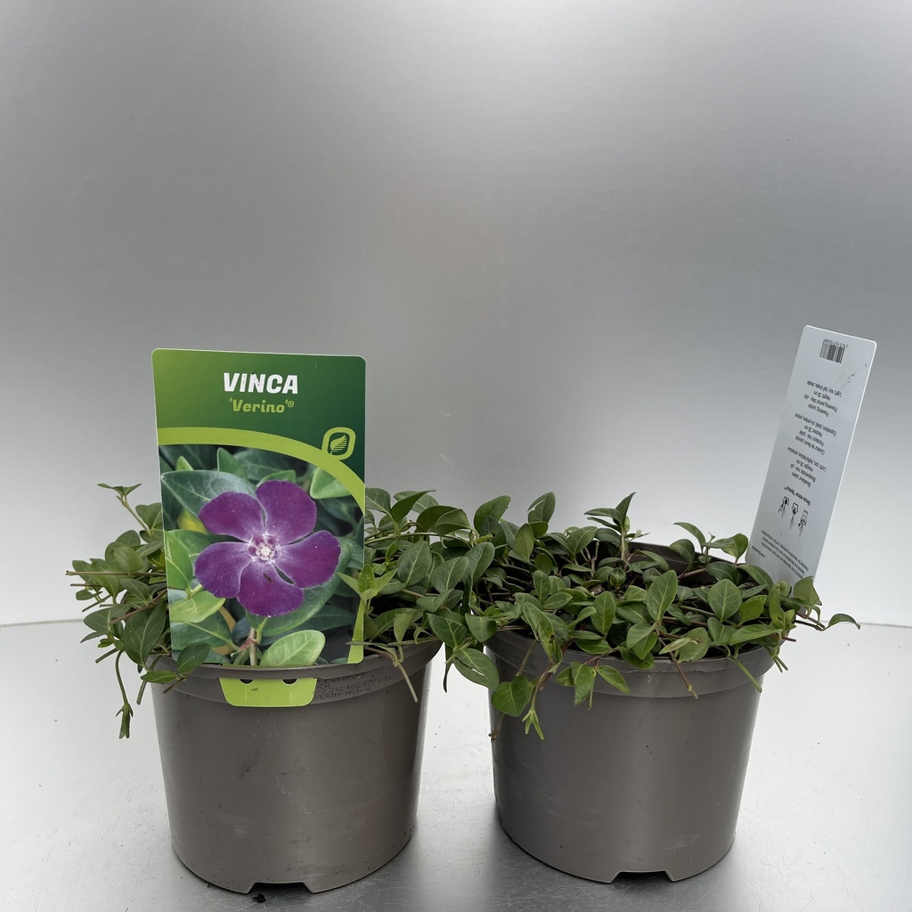 [VINVERIN-C2] Vinca minor 'Verino'®