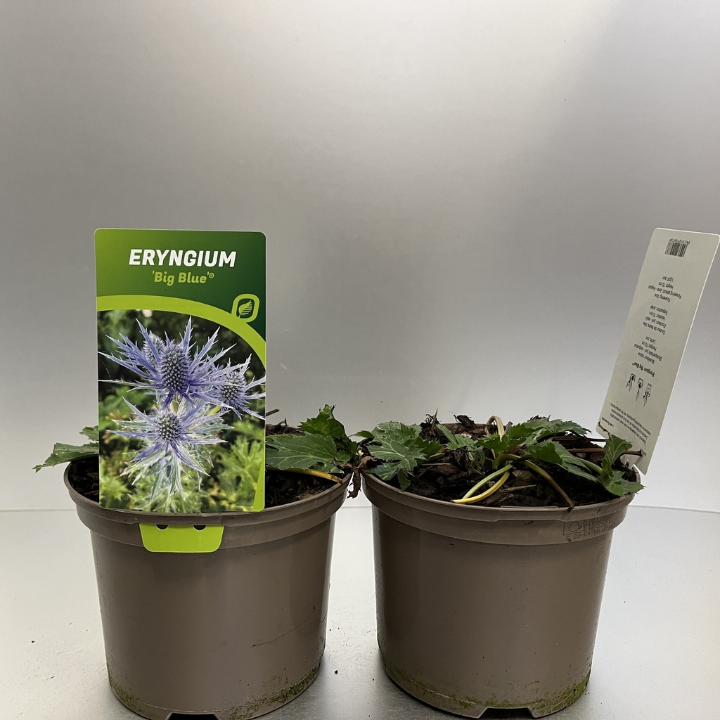 [ERYBBLUE-C2] Eryngium 'Big Blue'®