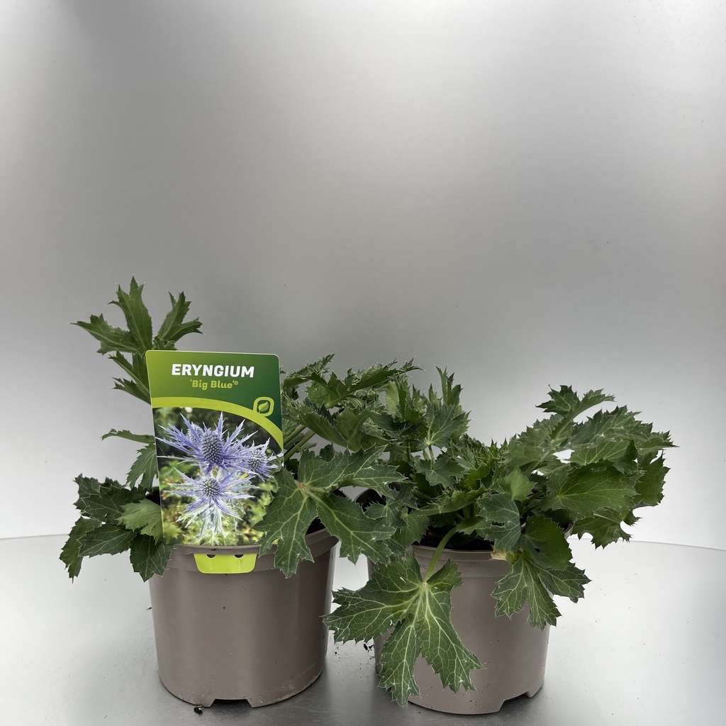 [ERYBBLUE-C2] Eryngium 'Big Blue'®