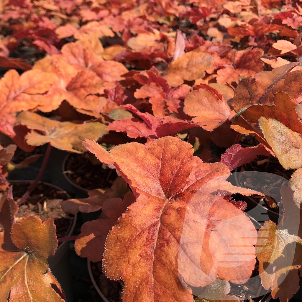 [HEUHOPSC-C2] Heucherella 'Hopscotch'®