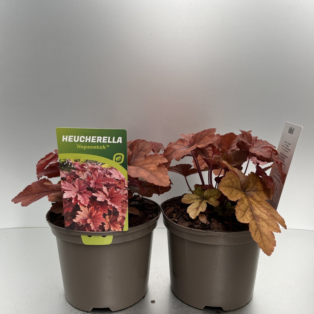 [HEUHOPSC-C2] Heucherella 'Hopscotch'®