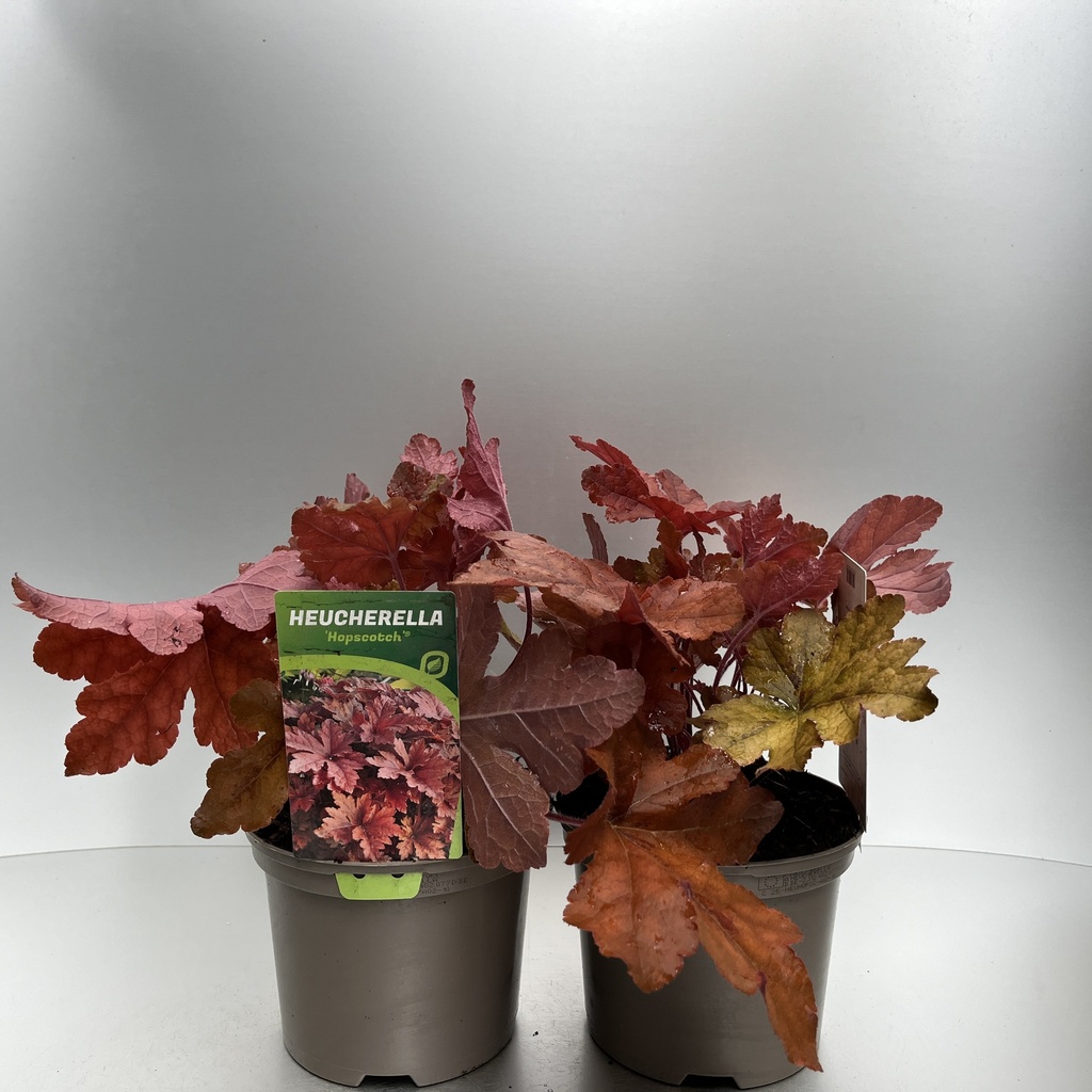 [HEUHOPSC-C2] Heucherella 'Hopscotch'®