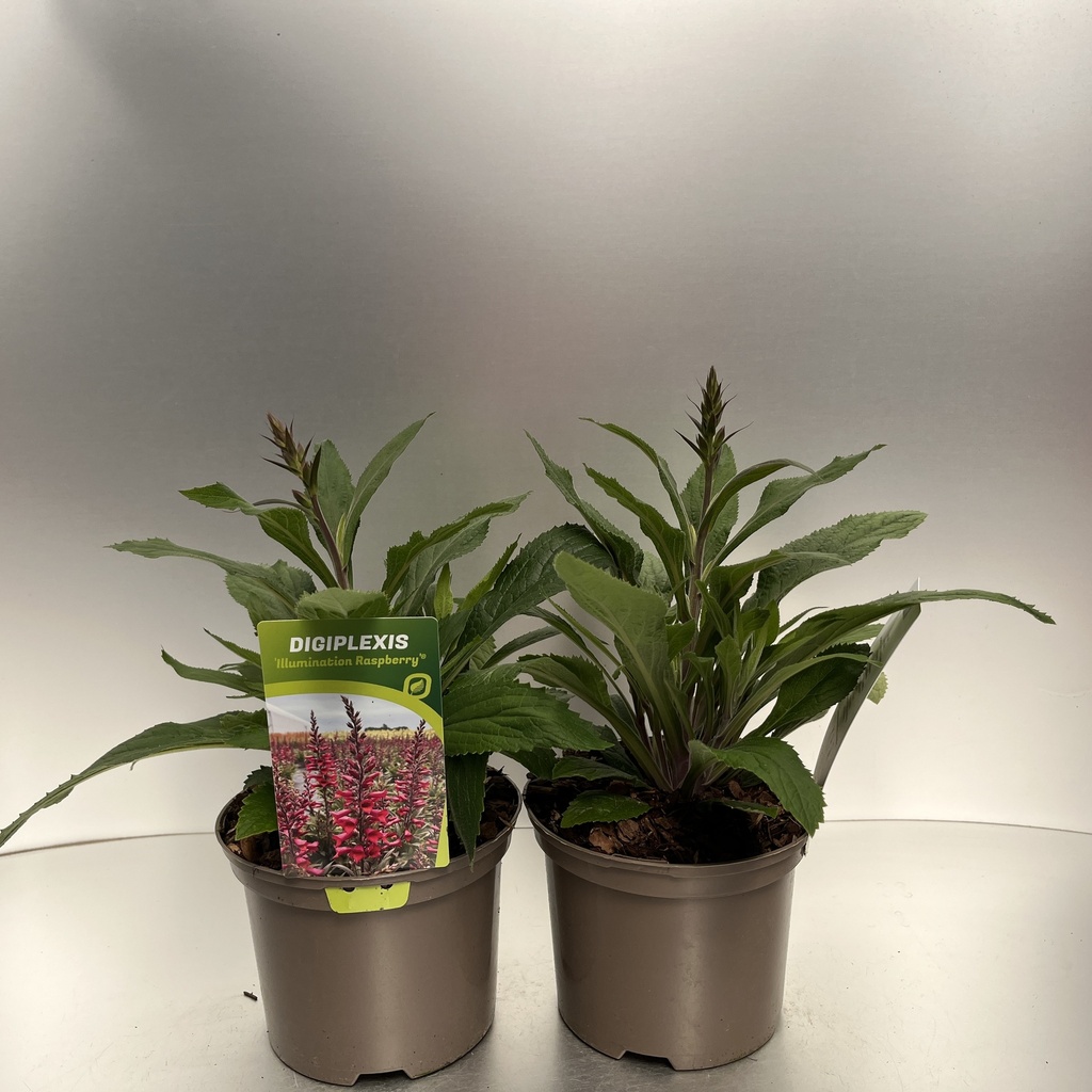 [DIGIRASP-C2] Digiplexis 'Illumination Raspberry'®