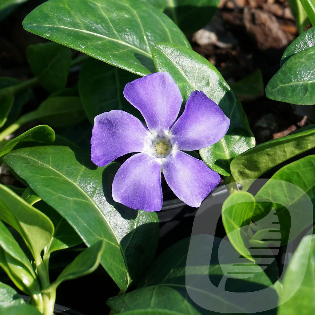 [VINHAWAI-C2] Vinca minor 'Hawaii'