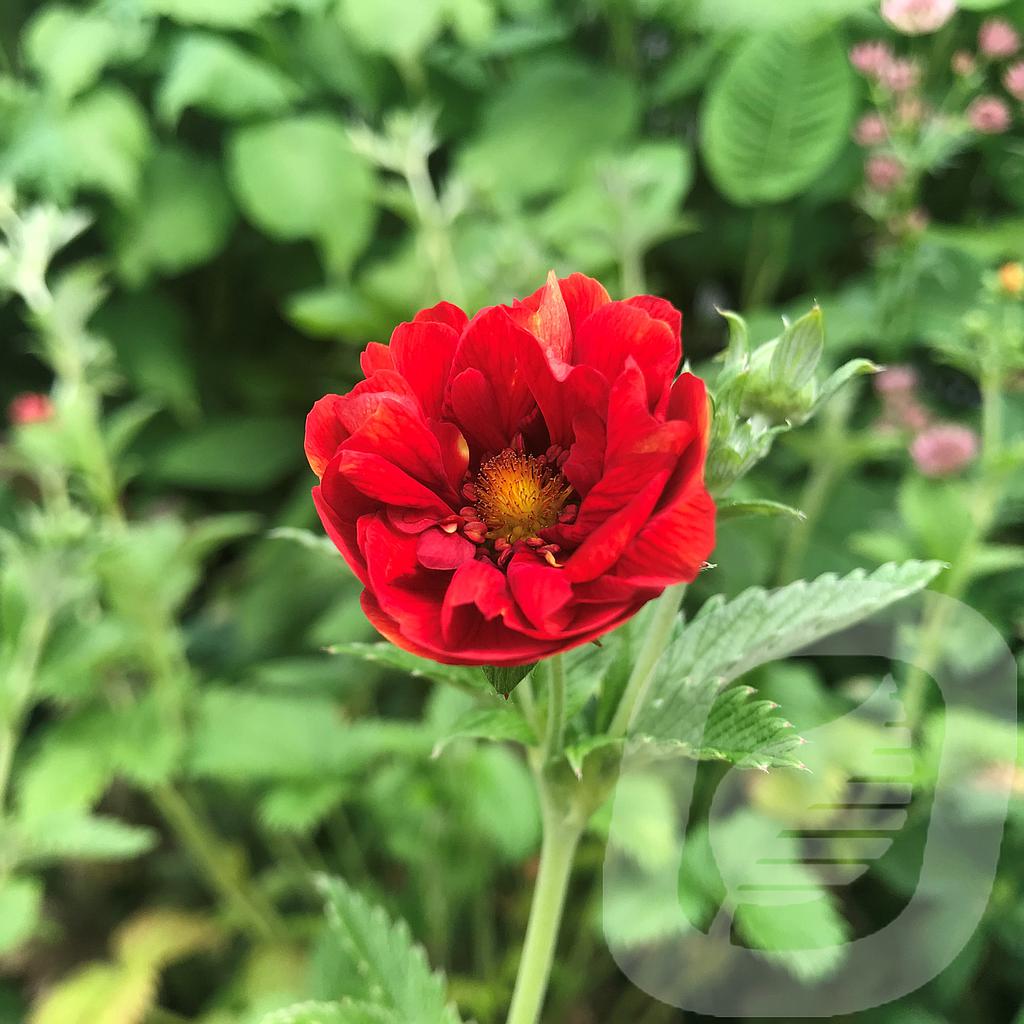 [POTEMILI-C2] Potentilla 'Emilie'