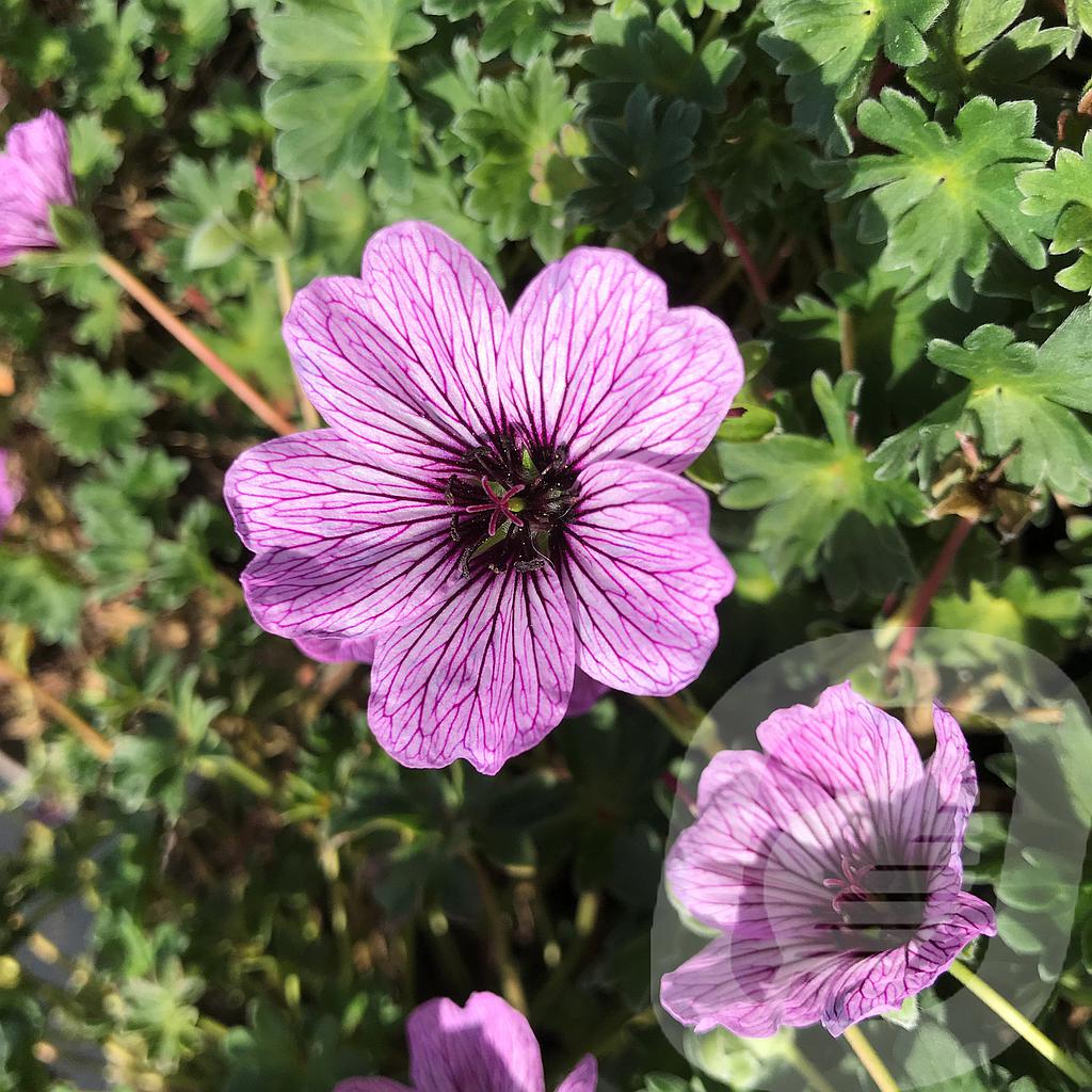 [GERBALLE-C2] Geranium cinereum 'Ballerina'