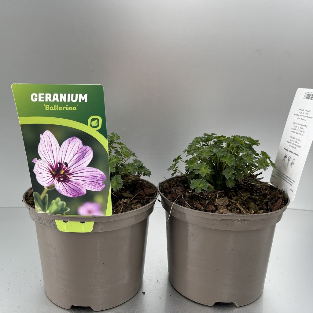 [GERBALLE-C2] Geranium cinereum 'Ballerina'