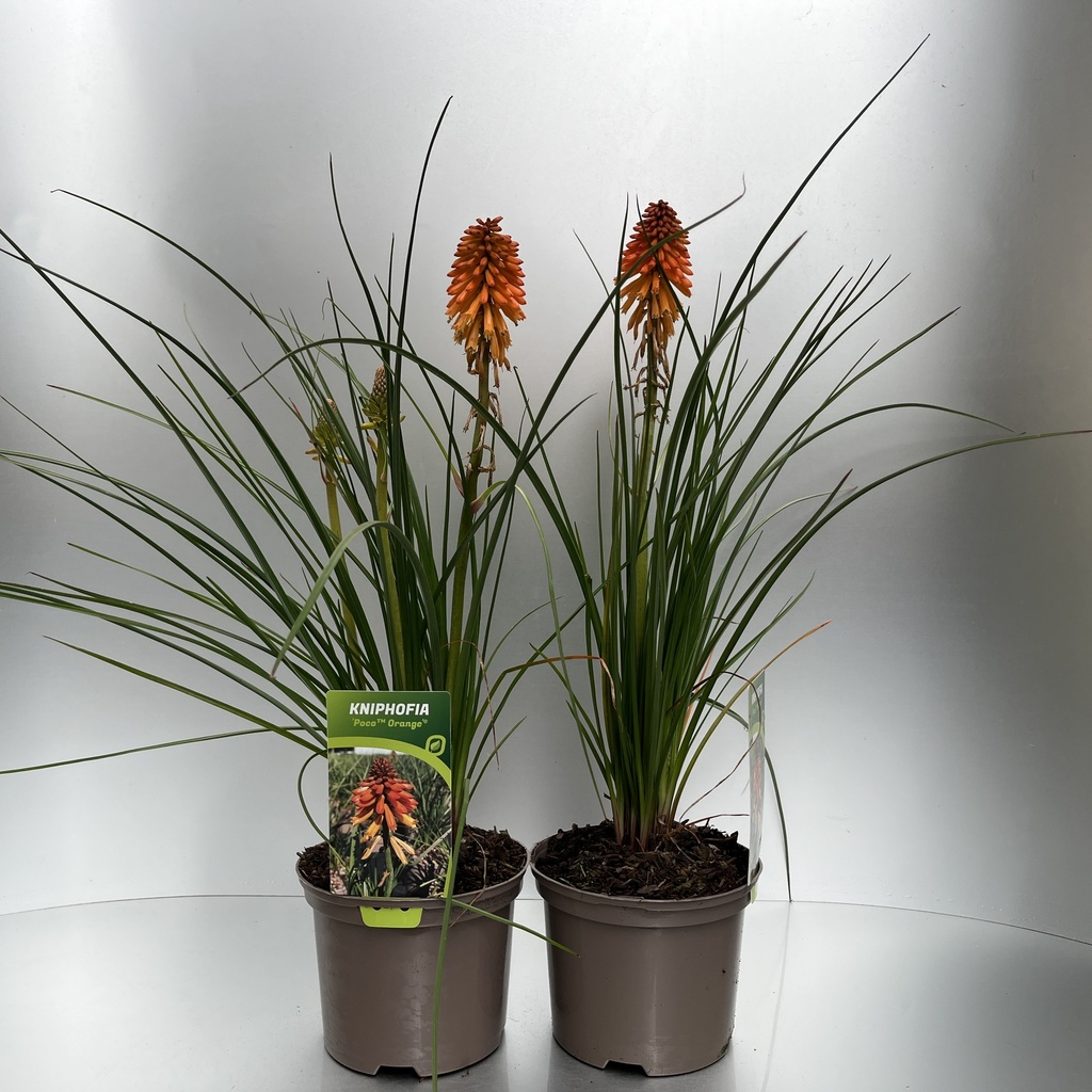 [KNIPORAN-C2] Kniphofia 'Poco™ Orange'®