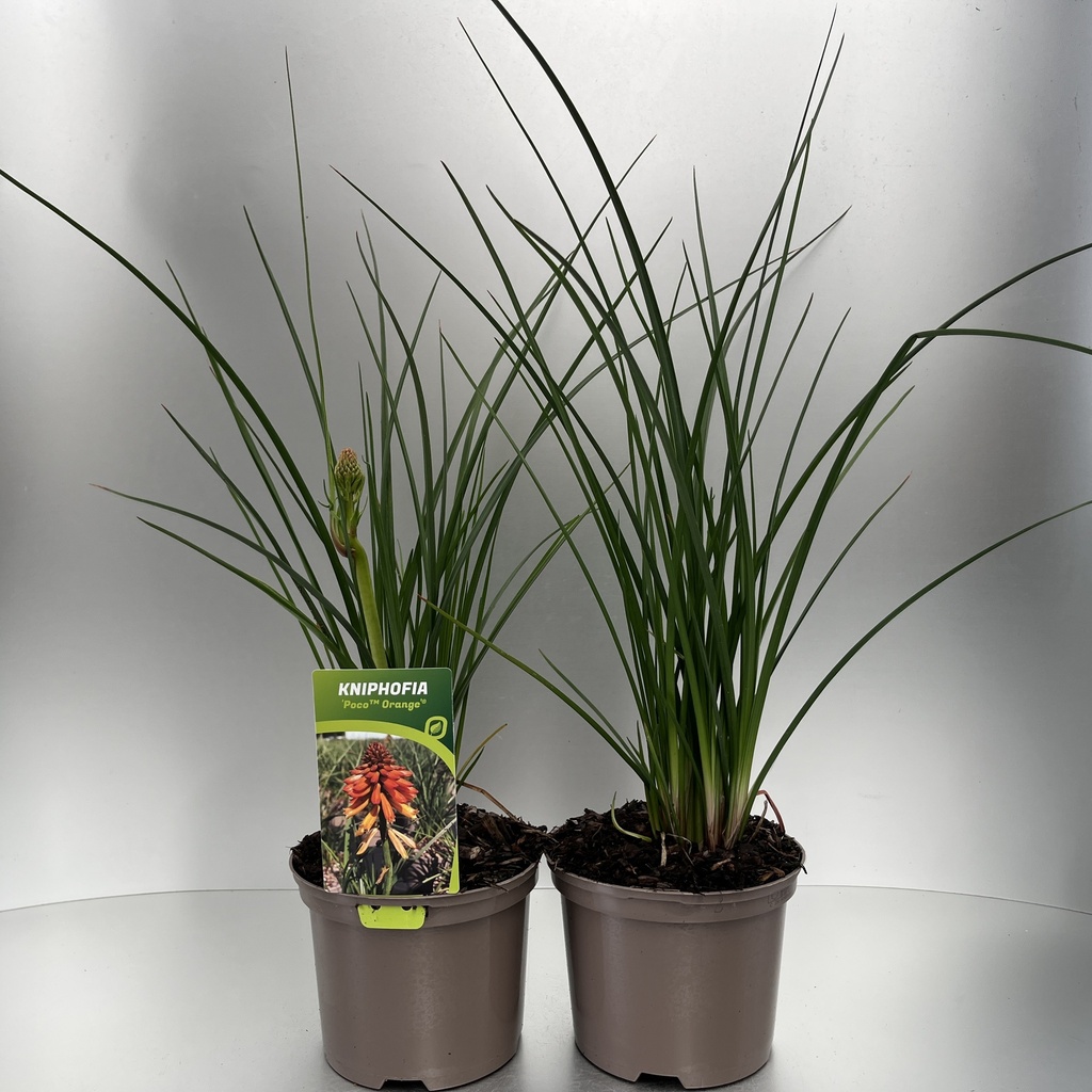 [KNIPORAN-C2] Kniphofia 'Poco™ Orange'®