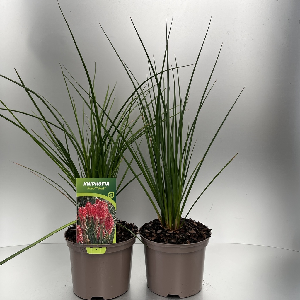 [KNIPRED-C2] Kniphofia 'Poco™ Red'®
