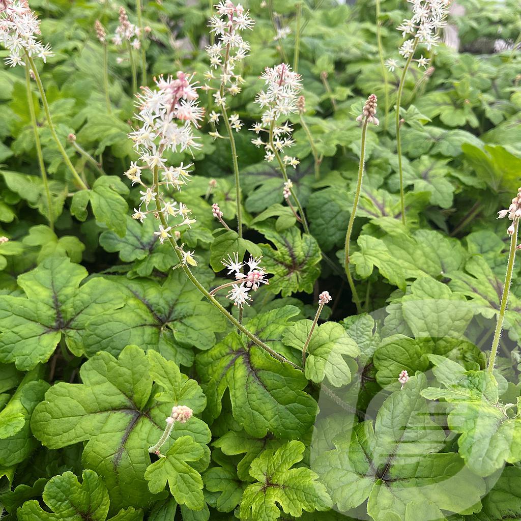 [TIAJCREE-C2] Tiarella 'Jeepers Creepers'®