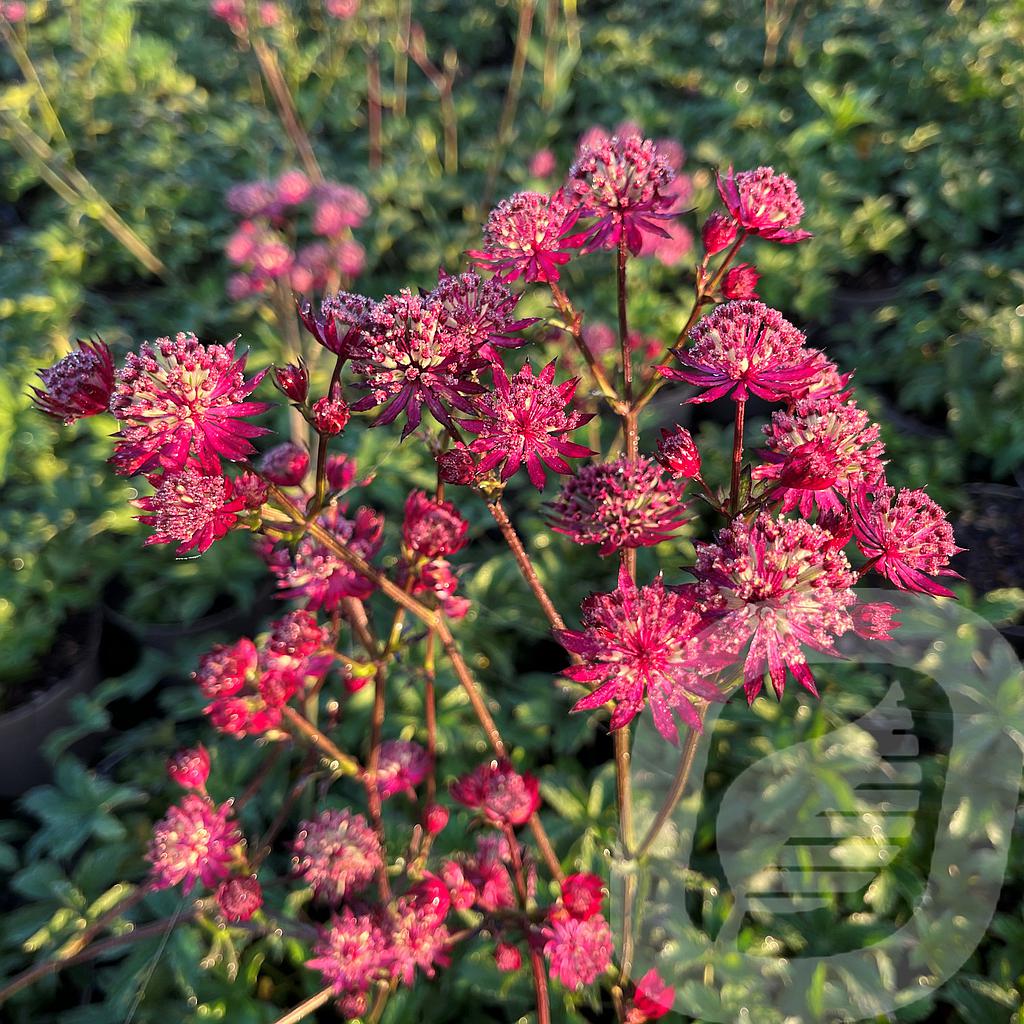 [ASTCLARE-C2] Astrantia 'Claret'