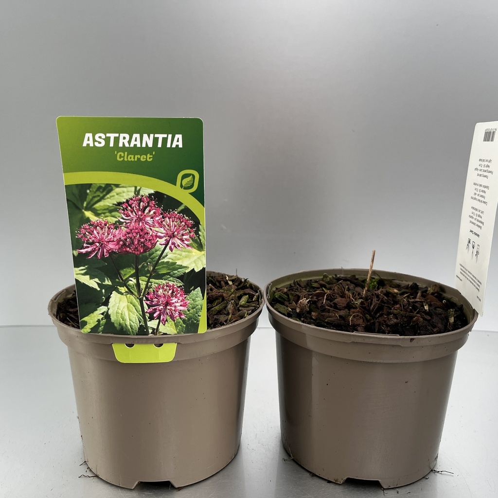 [ASTCLARE-C2] Astrantia 'Claret'