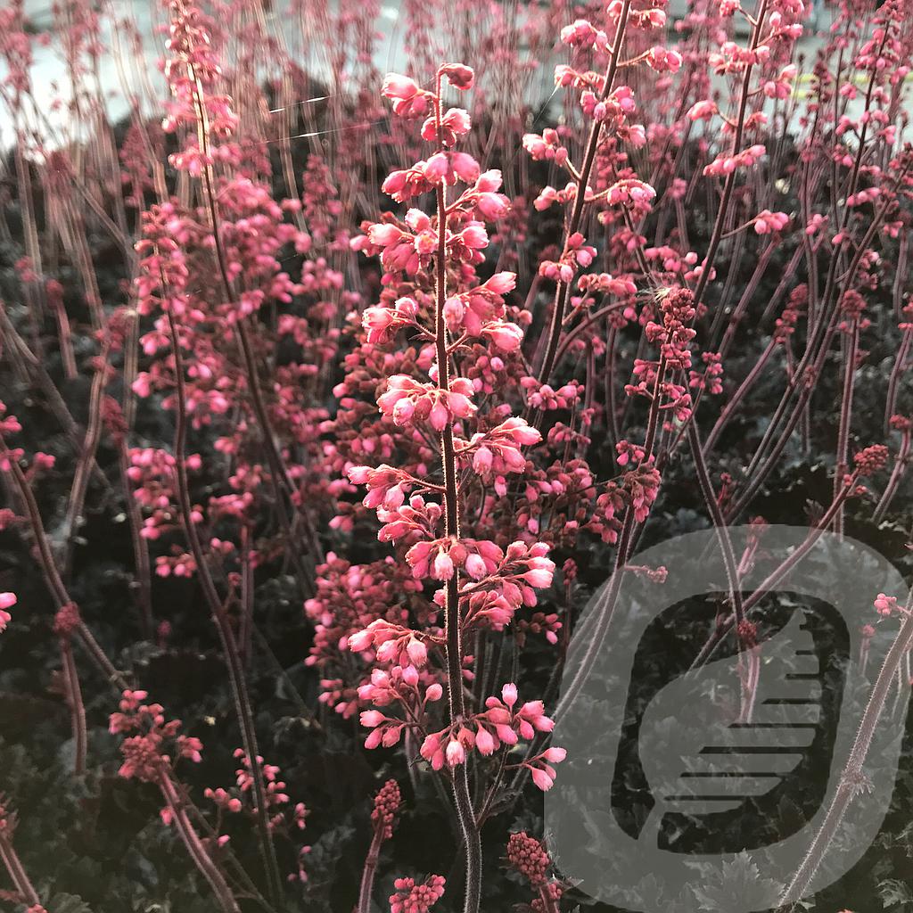 [HEUTNIGH-C2] Heuchera 'Timeless Night'®