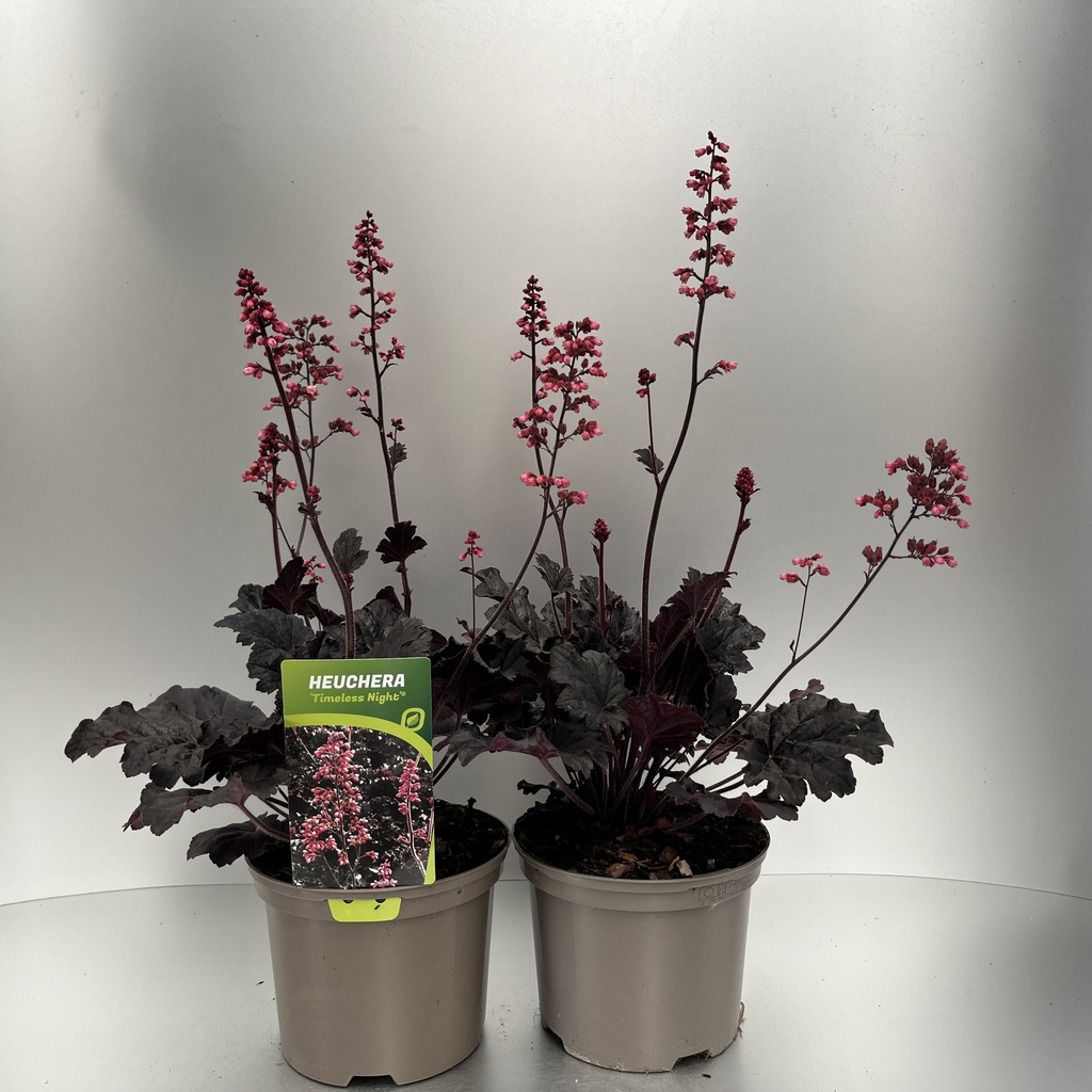 [HEUTNIGH-C2] Heuchera 'Timeless Night'®