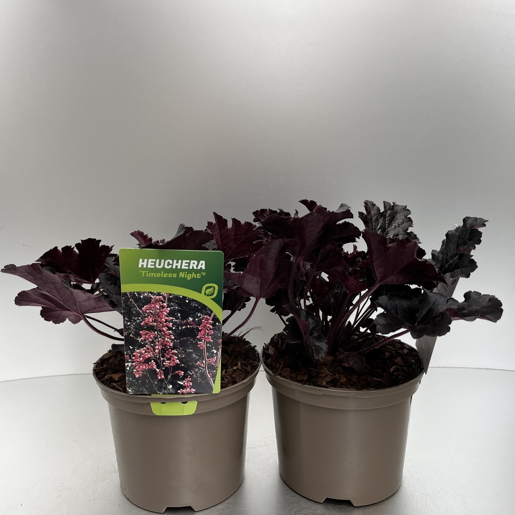 [HEUTNIGH-C2] Heuchera 'Timeless Night'®